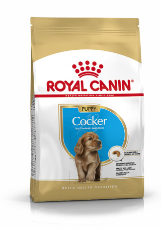 Cocker Puppy